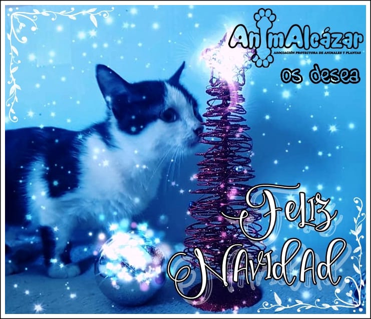 Navidad Animalcázar