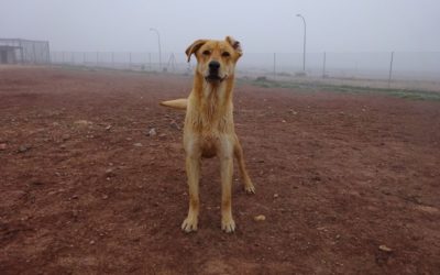 Que hacer cuando te encuentras un animal