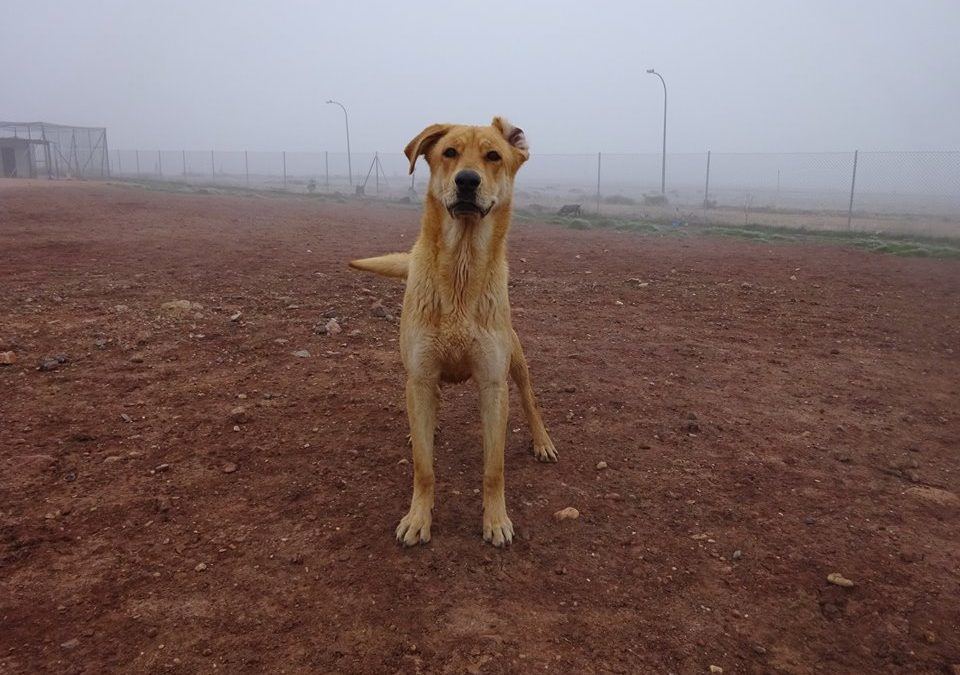 Que hacer cuando te encuentras un animal