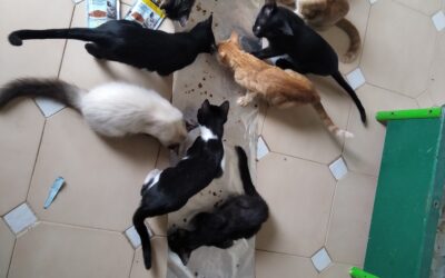 Adopción de gatitos