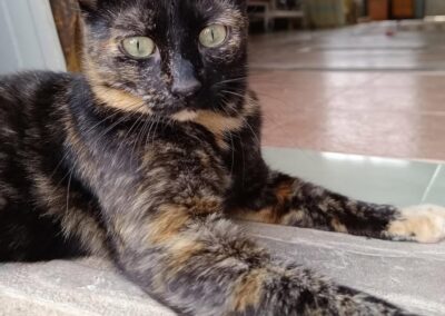 lulú