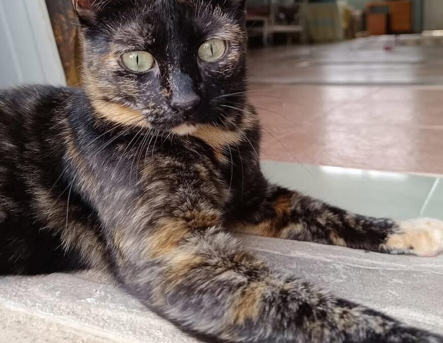 lulú