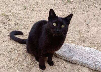 aramis