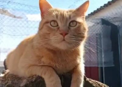 Garfield