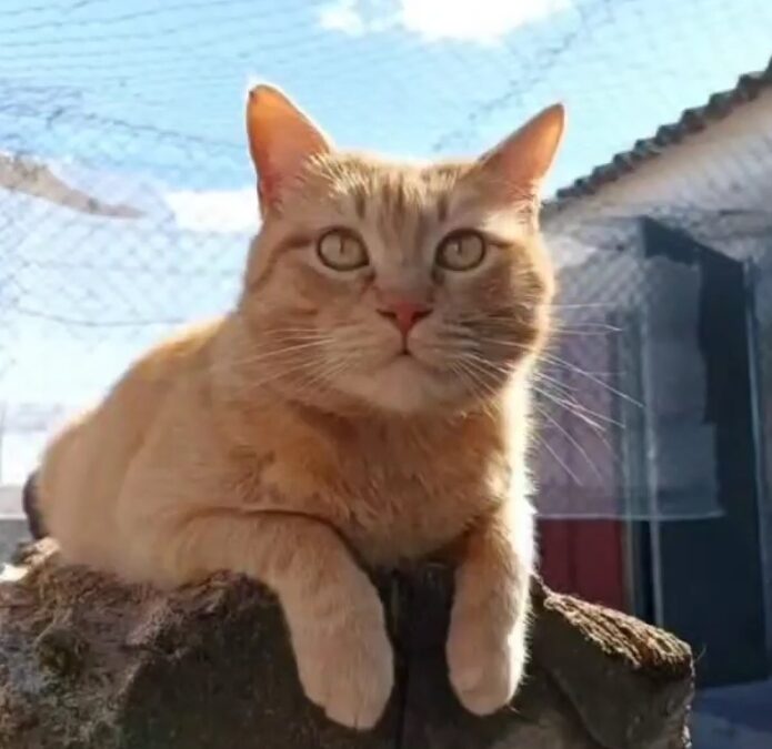 Garfield