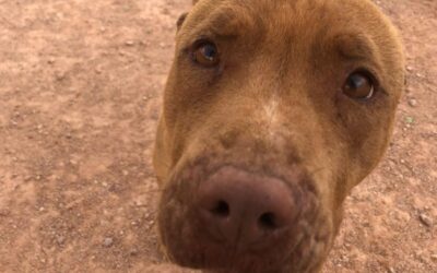 Checklist para adoptar un PPP con tranquilidad ✅🐾
