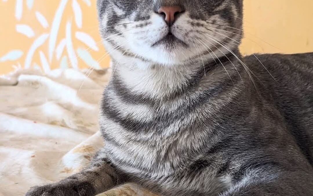 mau