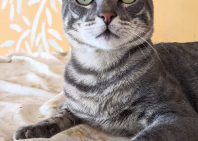 mau