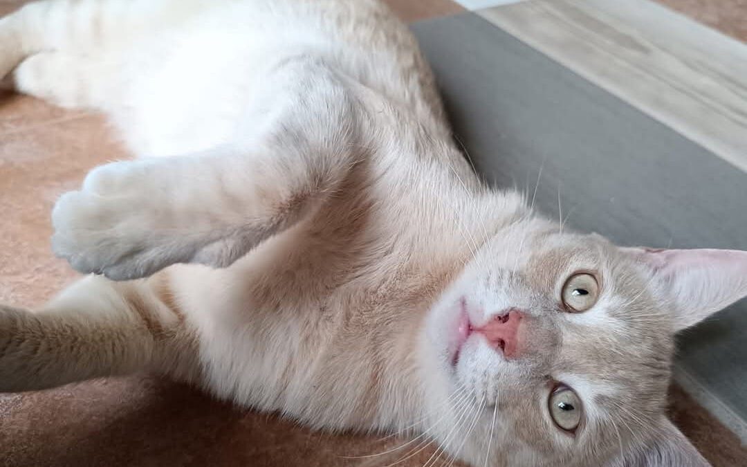 LUKA