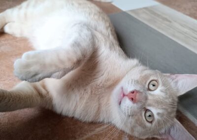 LUKA
